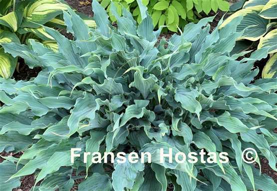 Hosta Wild Imagination